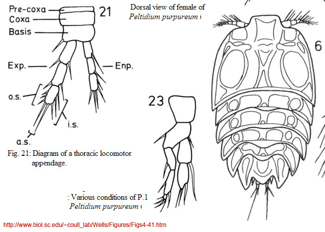 Peltidium purpureum, copepode marino